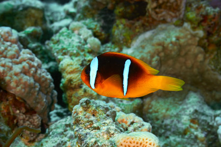 Twoband anemonefish (Amphiprion bicinctus) in the Red Sea, Egypt.の写真素材