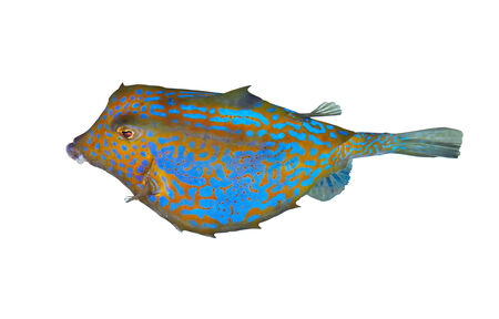 Bluetail trunkfish (Ostracion cyanurus) isolated on white background.の写真素材