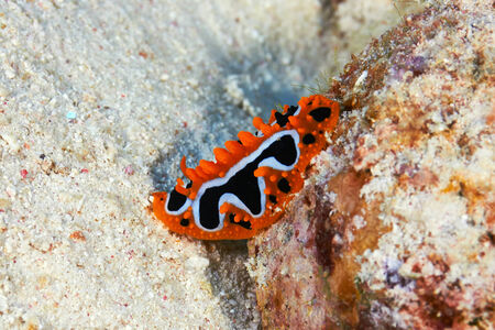 Eye spot sea slug (Phyllidia ocellata Cuvier) in the Red Sea, Egypt.の写真素材