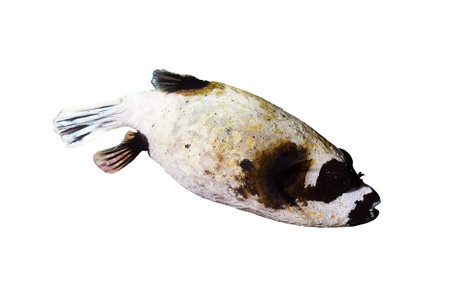 Masked puffer (Arothron diadematus) isolated on white background.