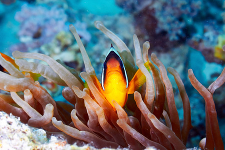 Twoband anemonefish (Amphiprion bicinctus) and  anemone in the Red Sea, Egypt.の写真素材