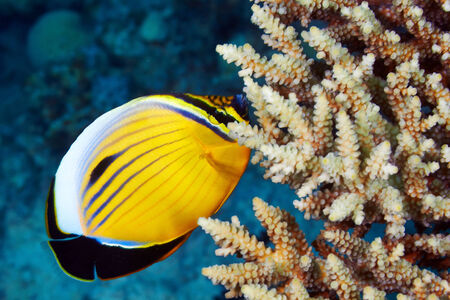 Blacktail Butterflyfish (Chaetodon austriacus) and  coral in the Red Sea, Egypt.の写真素材