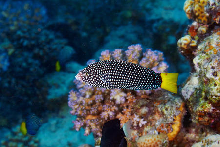 Spotted wrasse (Anampses meleagrides) in the Red Sea, Egypt.の写真素材