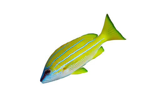 Bluestripe snapper (Lutjanus kasmira) isolated on white background.の写真素材