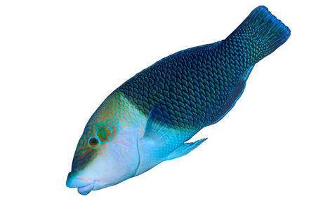 Checkerboard wrasse (Halichoeres hortulanus) isolated on white background.の写真素材