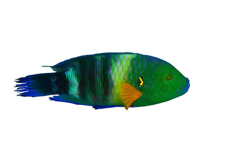 Broomtail wrasse (Cheilinus lunulatus) male, isolated on white background.の写真素材