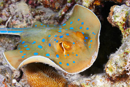 Bluespotted ribbontail ray (Taeniura lymma) clouse up view, in the Red Sea, Egypt.の写真素材