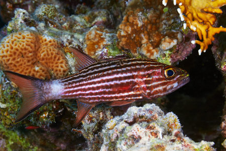 Large-toothed cardinalfish (Cheilodipterus macrodon) in the Red Sea, Egypt.の写真素材