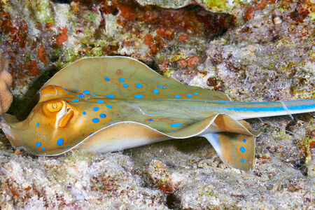 Bluespotted ribbontail ray (Taeniura lymma), in the Red Sea, Egypt.の写真素材