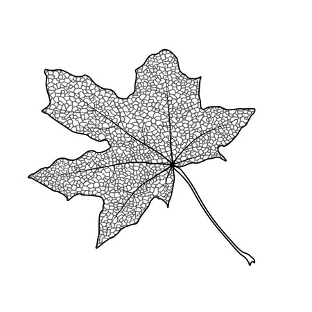 Silhouette of the textured maple leaf, vector illustration.のイラスト素材