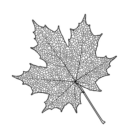 Silhouette of the textured maple leaf, vector illustration.のイラスト素材