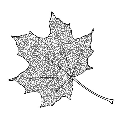 Silhouette of the textured maple leaf, vector illustration.のイラスト素材