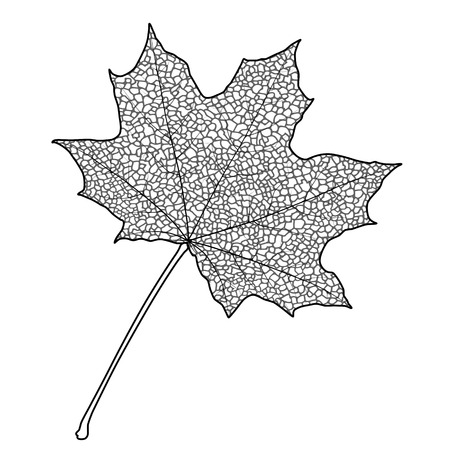 Silhouette of the textured maple leaf, vector illustration.のイラスト素材