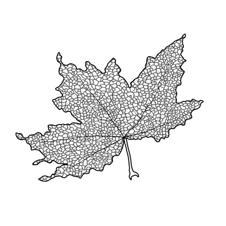Silhouette of the textured maple leaf, vector illustration.のイラスト素材