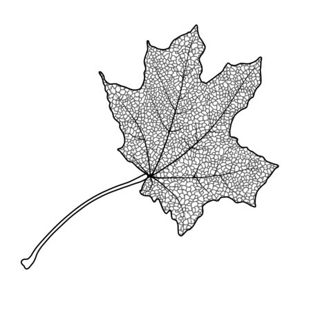 Silhouette of the textured maple leaf, vector illustration.のイラスト素材
