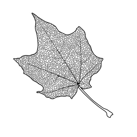 Silhouette of the textured maple leaf, vector illustration.のイラスト素材