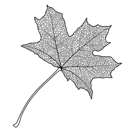 Silhouette of the textured maple leaf, vector illustration.のイラスト素材
