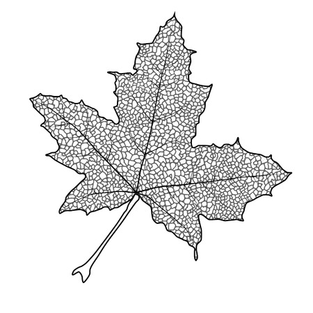 Silhouette of the textured maple leaf, vector illustration.のイラスト素材