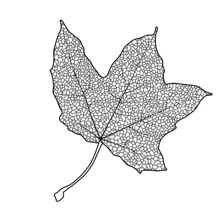 Silhouette of the textured maple leaf, vector illustration.のイラスト素材