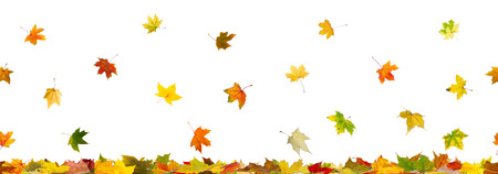 Panoramic seamless pattern of autumn maple leaves falling down on whitel background.の写真素材
