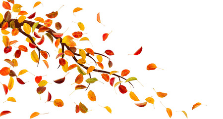Branch with autumn pear leaves, isolated on white background.の写真素材