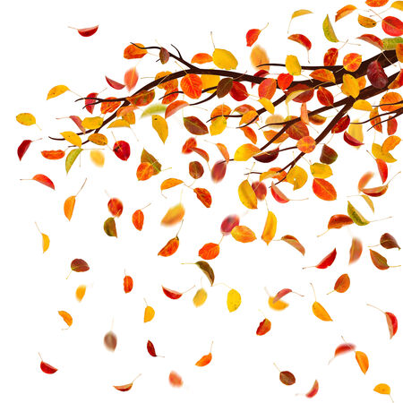 Branch with autumn pear leaves, isolated on white background.の写真素材