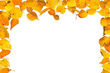 Autumn falling leaves border, on white background.の写真素材