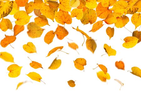 Autumn falling yellow leaves, on white background.の写真素材