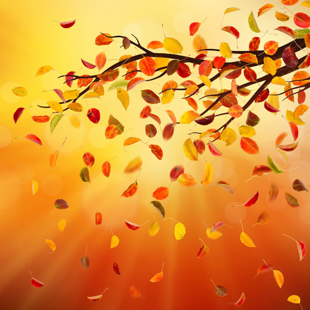 Branch with autumn pear leaves, on natural background.の写真素材