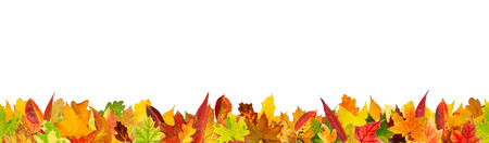 Seamless pattern of autumn different kinds of leaves, isolated on white background.の写真素材