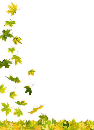 Falling autumn green maple leaves, isolated on white background.の写真素材
