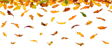 Seamless pattern of  autumn oak leaves, isolated on white background.の写真素材
