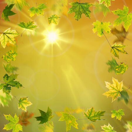 Frame from green falling autumn maple leaves on natural background.の写真素材
