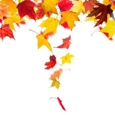 Autumn maple leaves falling down, on white background.の写真素材
