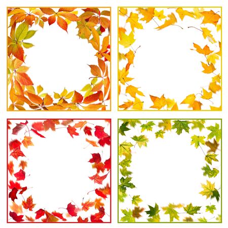 Four frames from falling autumn  leaves on white background.の写真素材