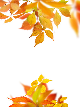 Virginia Creeper(Parthenocissus quincquefolia) autumn leaves on white background.の写真素材