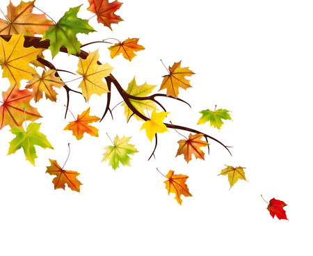 Branch with autumn maple leaves, vector illustration.のイラスト素材