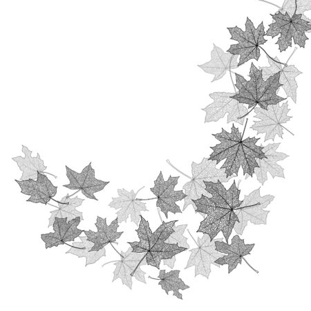 Dry autumn maple leaves silhouettes background, vector illustration.のイラスト素材