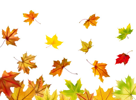 Maple autumn falling leaves, vector illustration.のイラスト素材