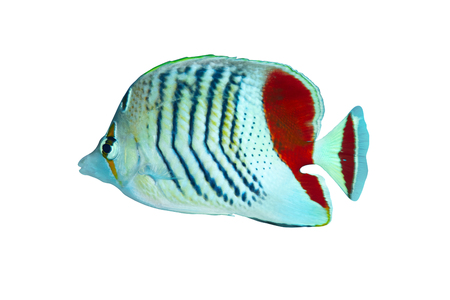 Eritrean butterflyfish (Chaetodon paucifasciatus) isolated on white background.の写真素材