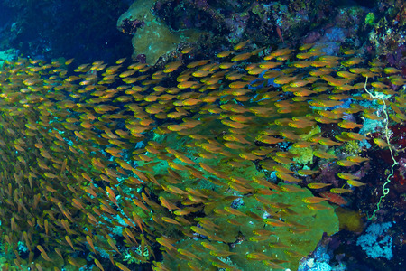 Shoal of golden sweeper (Parapriacanthus ransonneti) on the background of corals in the Red Sea, Egypt.の写真素材
