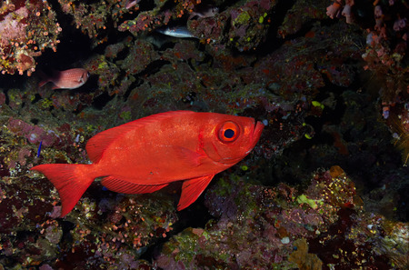 Moontail bullseye (Priacanthus hamrur) clouse up view, in the Red Sea, Egypt.の写真素材