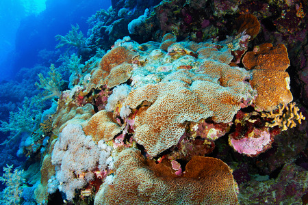 Colony of hard stony corals in the Red Sea, Egypt.の写真素材