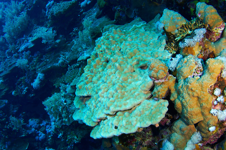 Colony of hard stony corals in the Red Sea, Egypt.の写真素材