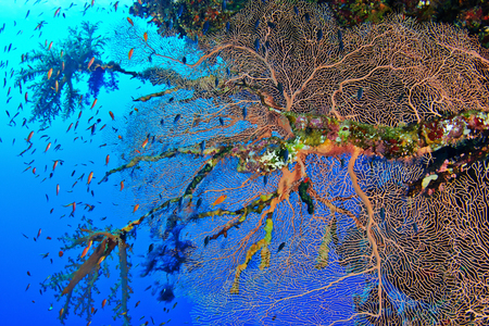Hickson's fan coral (Subergorgia hicksoni Kashman) in the Red Sea, Egypt.の写真素材