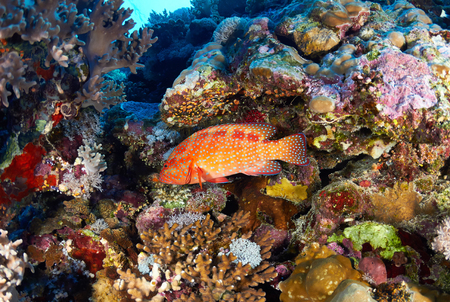 Coral hind (Cephalopholis miniata) in the Red Sea, Egypt.の写真素材