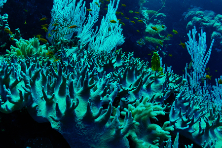Colony of soft corals in the Red Sea, Egypt.の写真素材