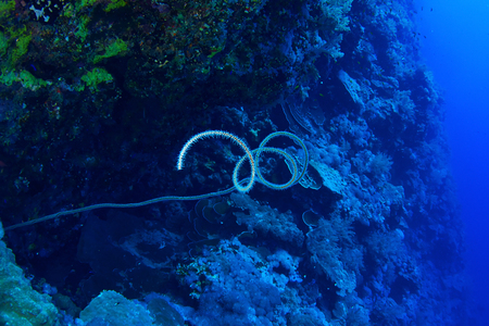 Spiral Wire Coral (Cirrhipathes spiralis) in the Red Sea, Egypt.の写真素材