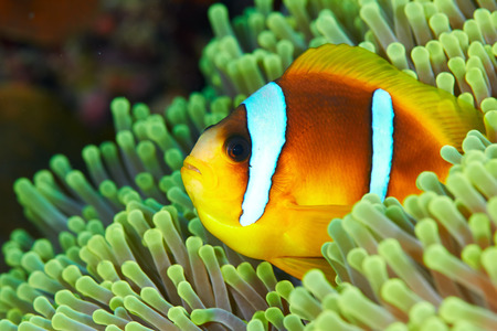 Twoband anemonefish (Amphiprion bicinctus) in the Red Sea, Egypt.の写真素材
