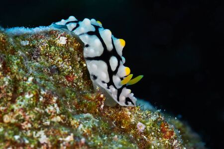 Varicose wart slug (Phyllidia varicosa) Red Sea, Egypt.の写真素材
